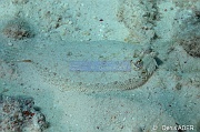 Bothus ocellatus Rombou ocellee-Bonaire Tolo-17m-20180223-Denis-ADER-DSC_7641_tn